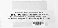 Puccinia saniculae image